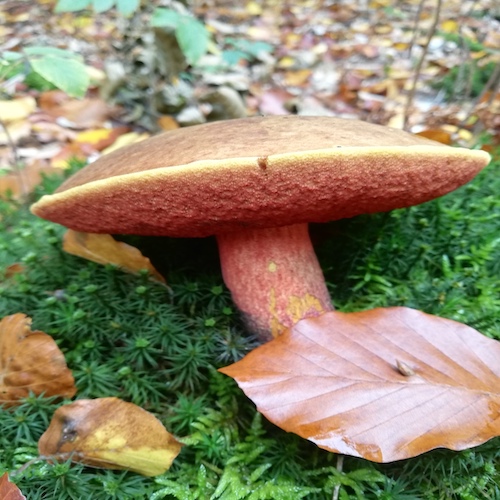 Große Pilzwanderung